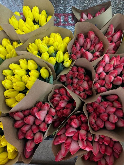Тюльпаны премиум класса по 750 тг