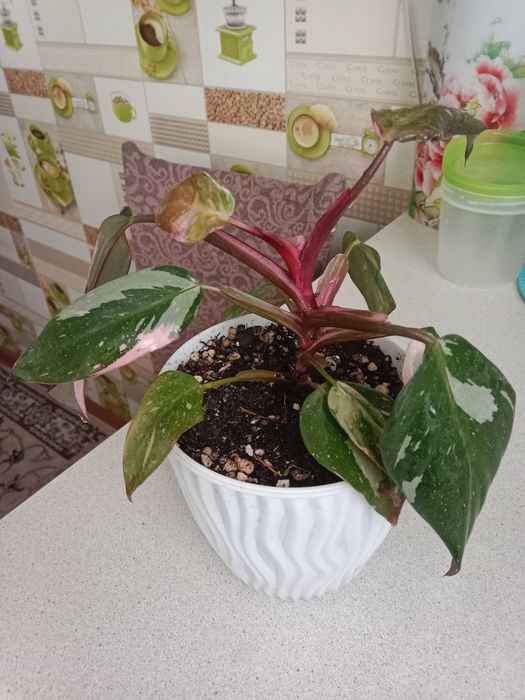 Филодендрон розовая принцесса