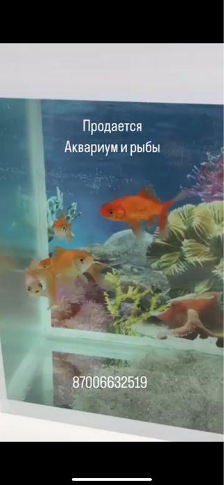 Аквариум с рыбками