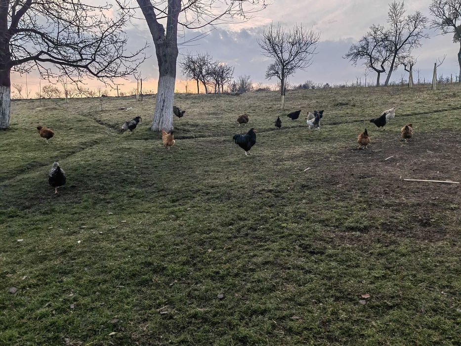 Ouă BIO de casă !!! – Beznea, Bihor