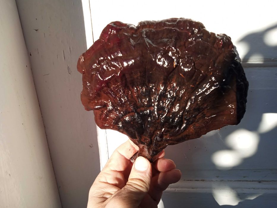 Pachet ciuperci medicinale: Reishi/Ganoderma/Phellinus/Versicolor