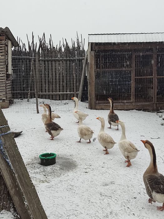 Gâște tinere  mai 2025 4+1