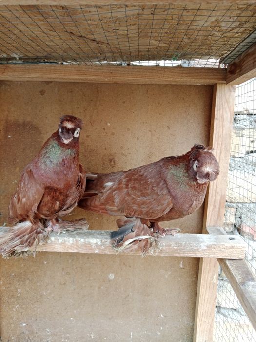 Продам малоносых голубей