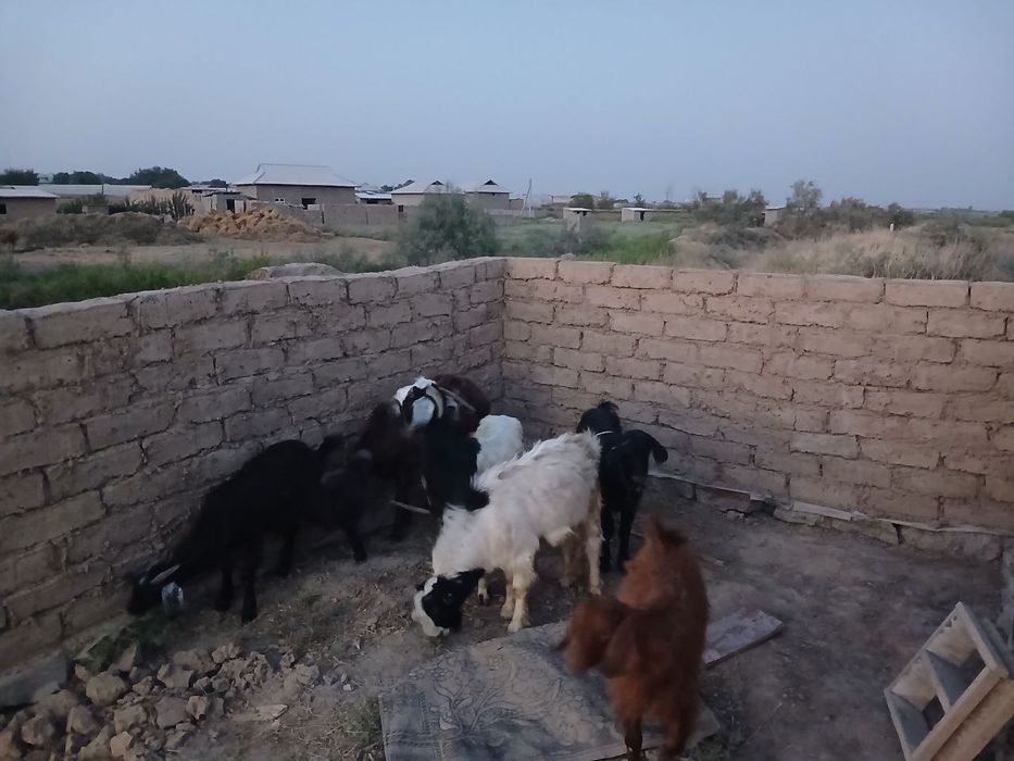 5ta echi sotiladi 8ml kelishiladi