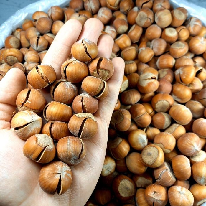 Фундук funduk yongok лесной орех