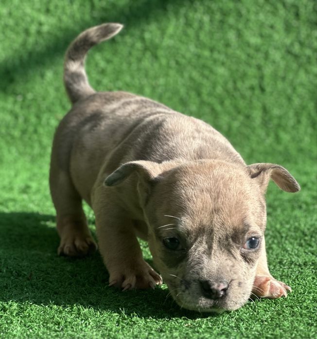 Американско були покет мерле