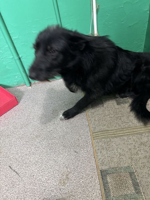 Собака прибилась