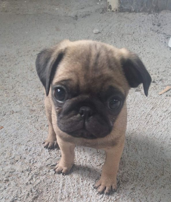 Продавам се мопсче