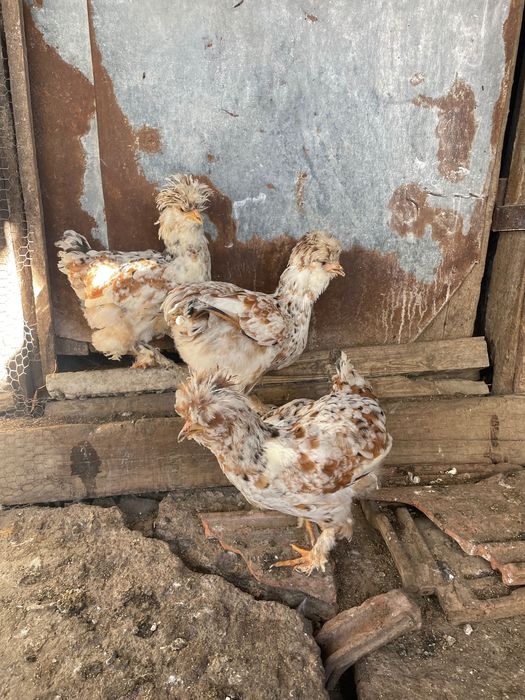 Струмски стандарт,бантам и копринки