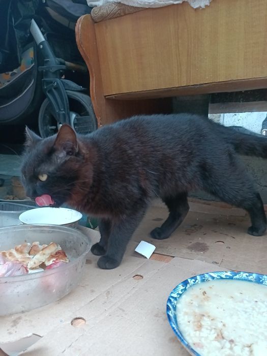 Домашние животные