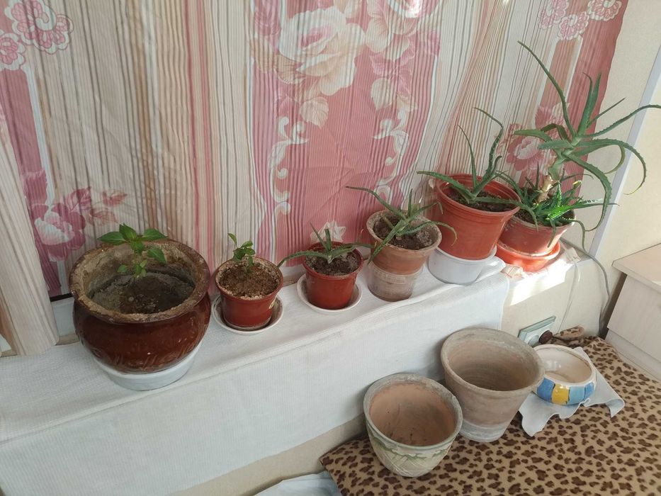 Горшки цветочные с алоэ разные продаются