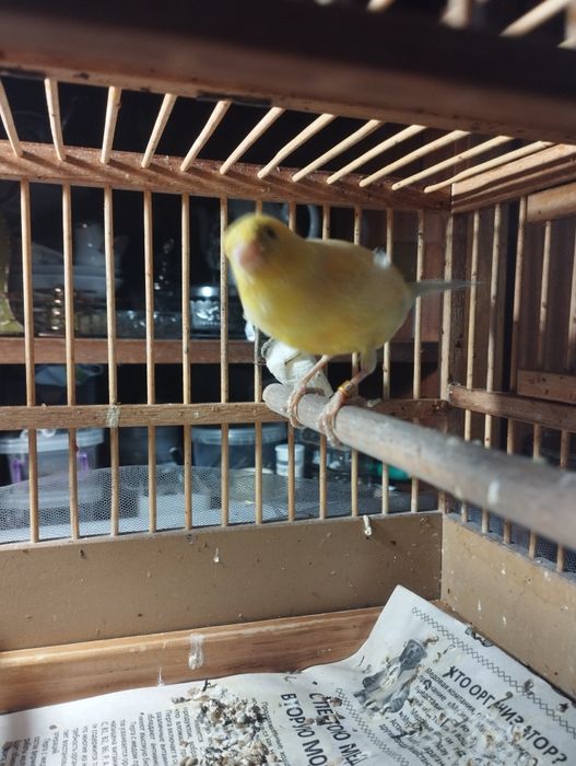 Продам кенора самца и двух самок