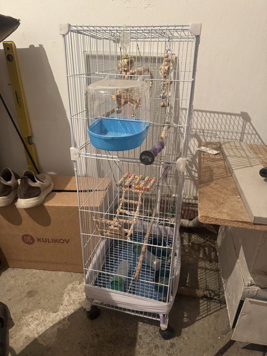 Попугаидын ұясы бар