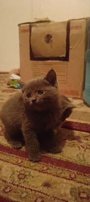 Котята, которые будут любить вас больше, чем бывший