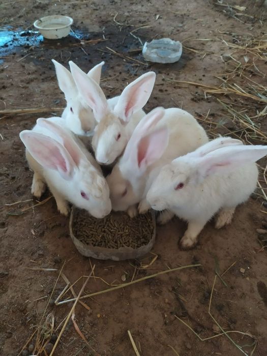 Куён сотилади. Продам кроликов  самсов.