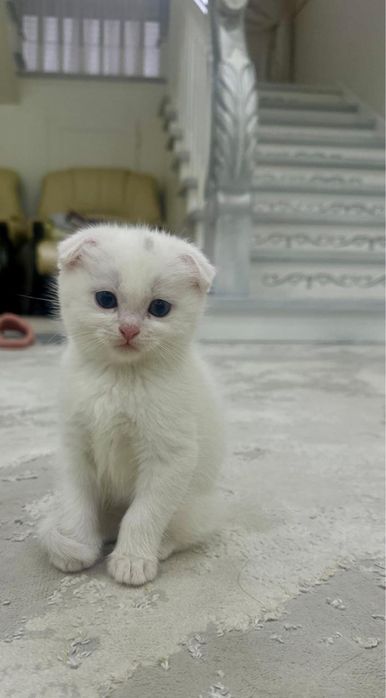 котята 1 месяц метисы