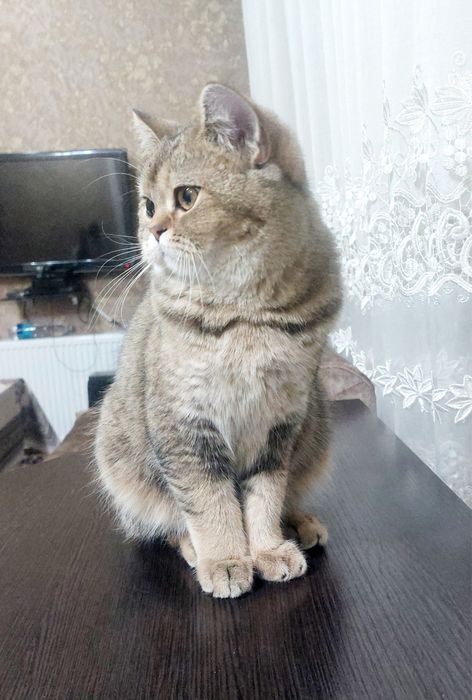 Золотая шиншилла