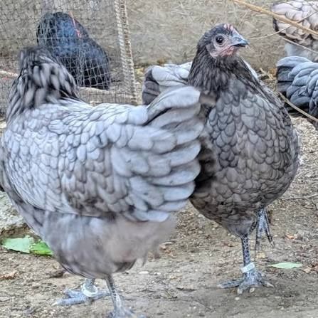 Avstralorp Ruminiya kul splesh qora sotiladi