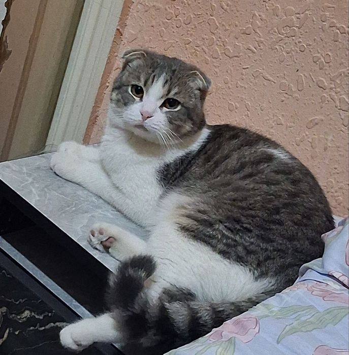 Красивый кот для вязки