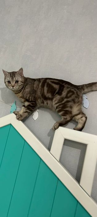 Вязка Скоттиш страйт