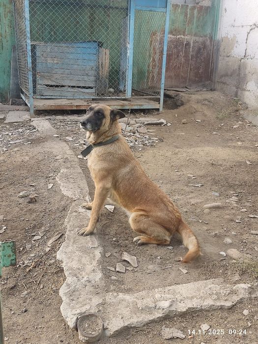 Бельгийская овчарка