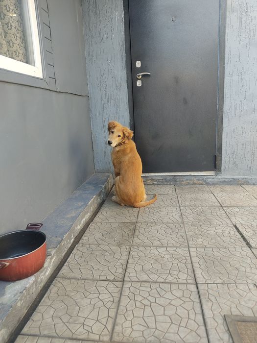 Собака в хорошие руки