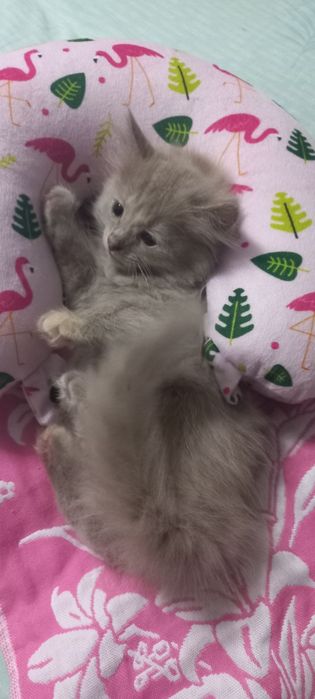 Отдам котёнка девочку