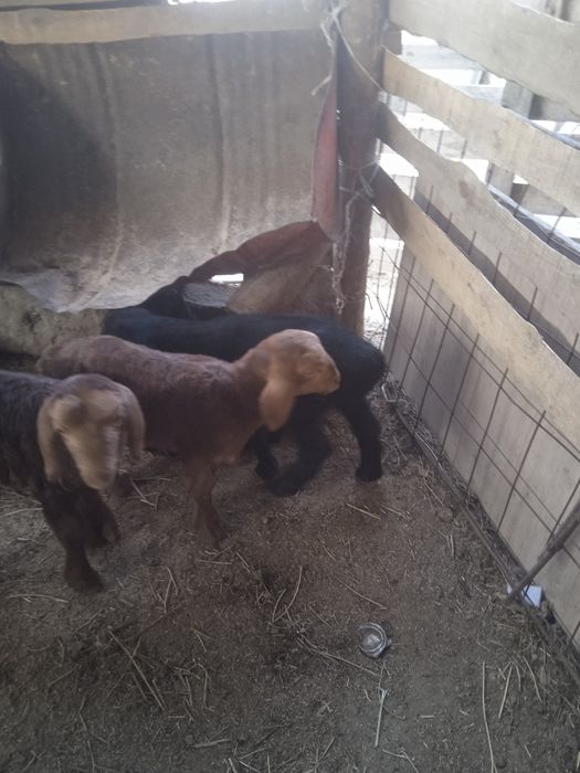 Козы сатылады козылар