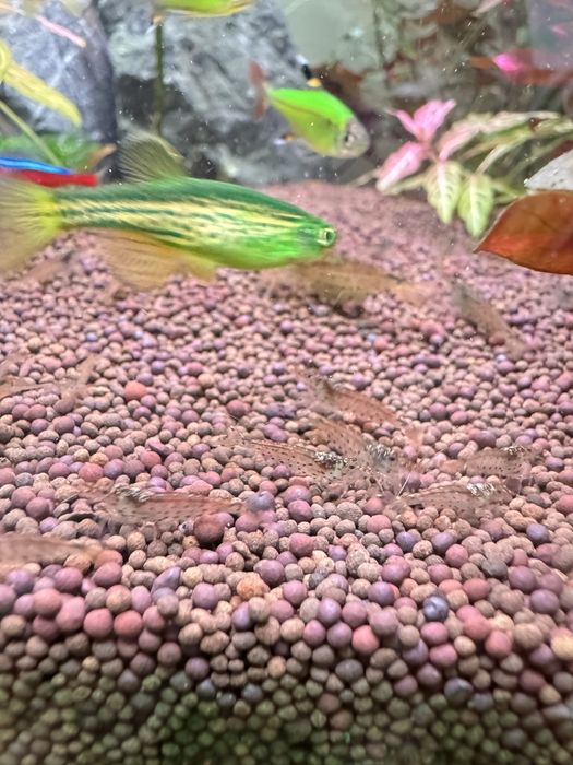 Пресноводные креветки Амано