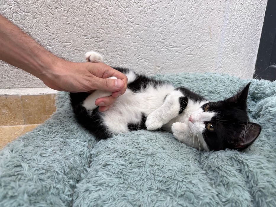 Pixel, motanel pentru adoptie
