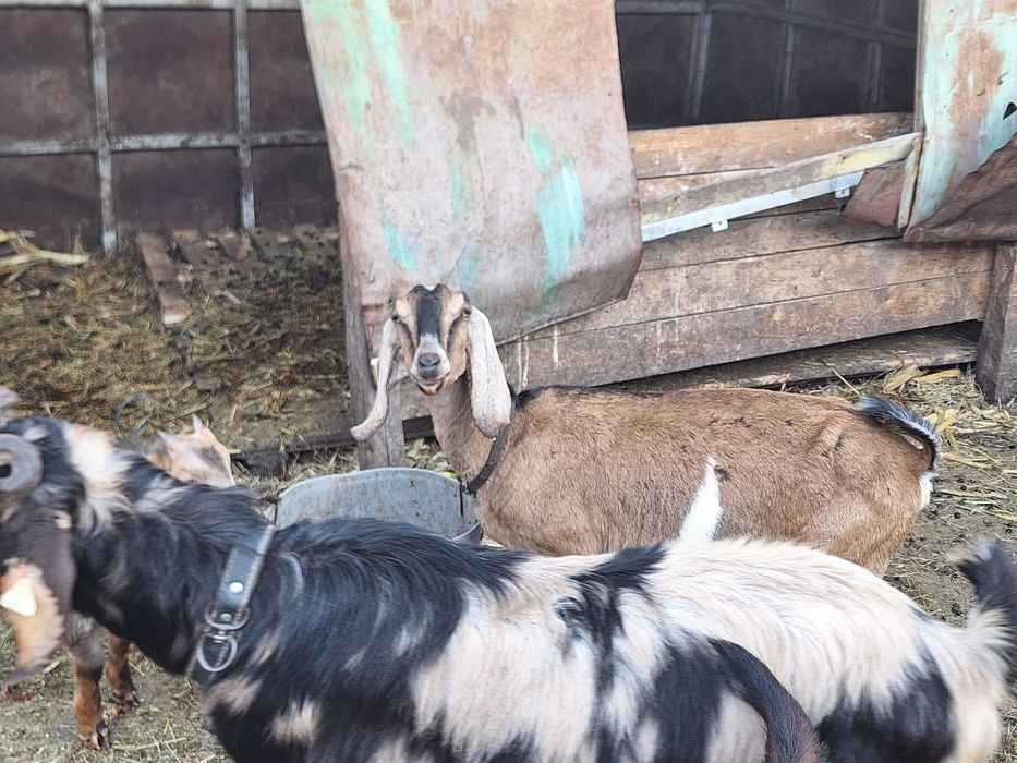 Vind capra nubien  femele