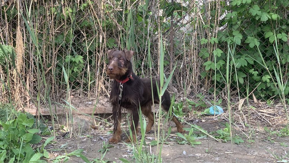 Ягдтерьер кобель 3 года вяска