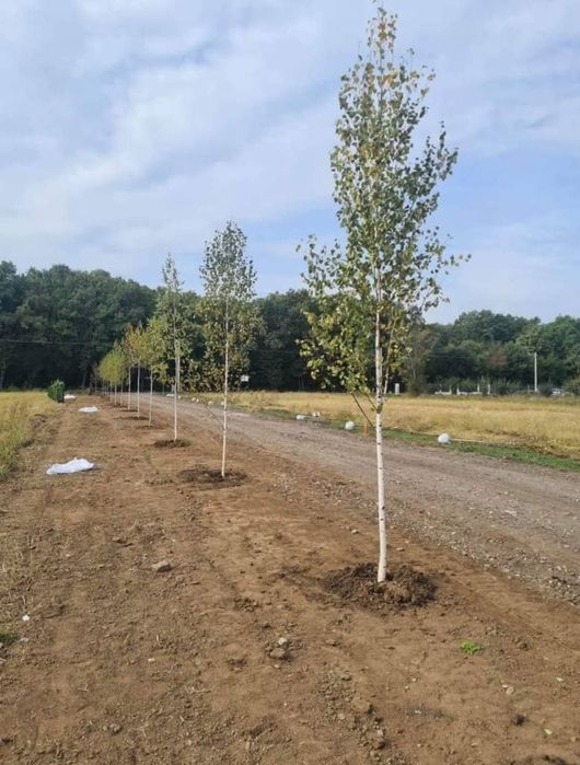 Leylandi cupressus