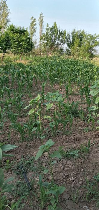 23 sotxli yer sotiladi