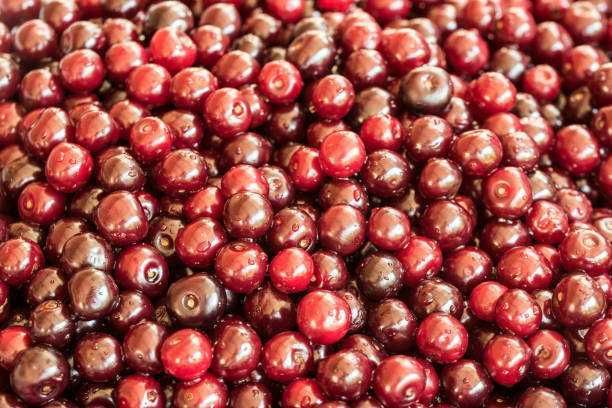 Вишня  дачная )Шубарсу