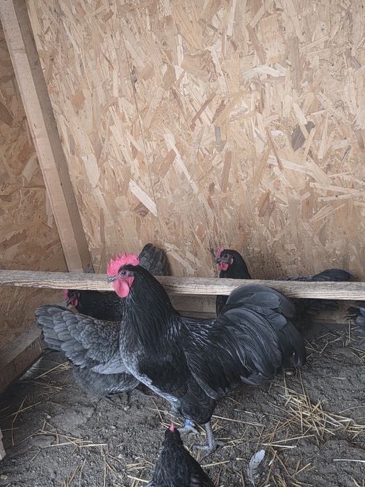 Ouă incubat Australorp