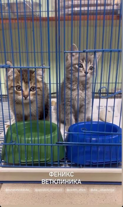 Отдам котёнка  2,5 месяца