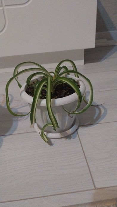 Продам комнатные цветы