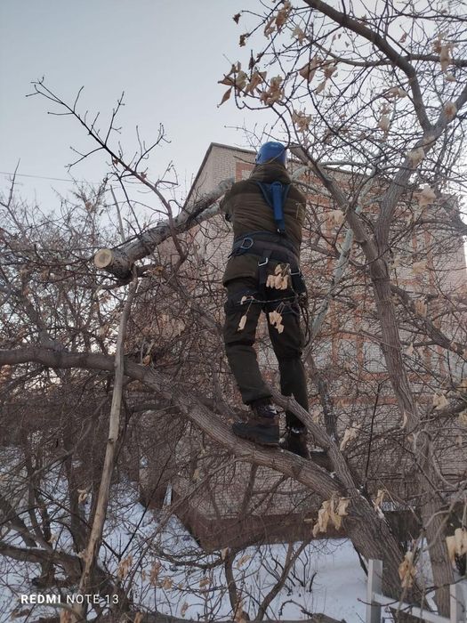 Кронирование деревьев, спил сухих и опасных деревьев.