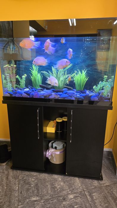 Аквариум на тумбе, с рыбками,200л