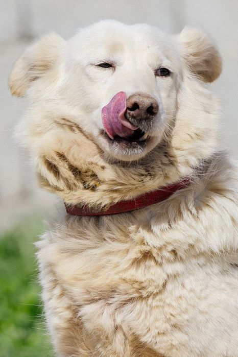 Девочка Сиси ждет своего человека!