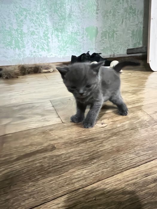 Кошка Шотландский