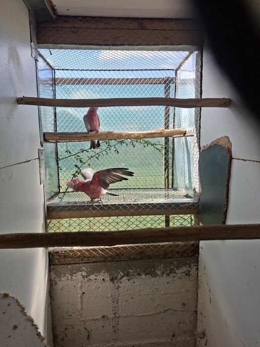 Cauta alta casa  papagali Jaco african, Amazon fruntea albastra, Roze Kakadu, Mare Alexandru