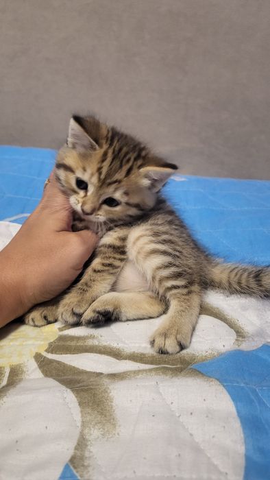 Продам котят прямоухие