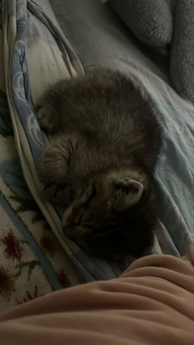 Продам котенка (скоттиш-страйт)
