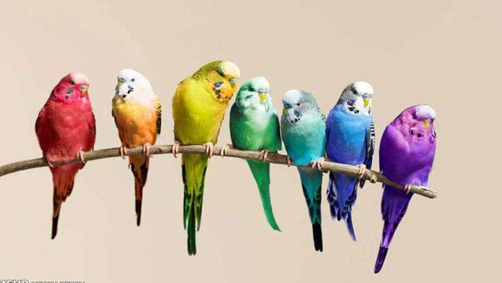 Қушлар макон қурадиган “маскан”лар