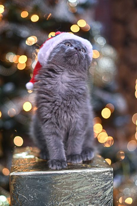 Продавам коте мейн-кун