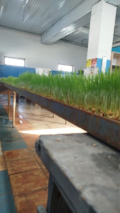 Гидропонная пшеница