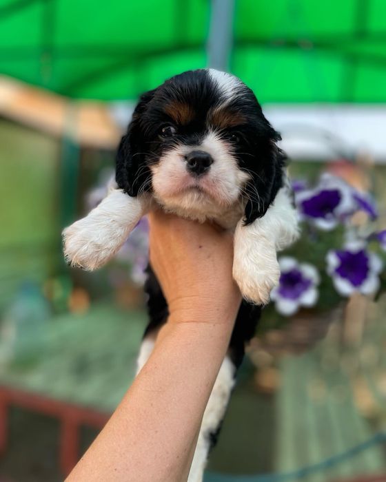 Кавалер кинг чарльз спаниель