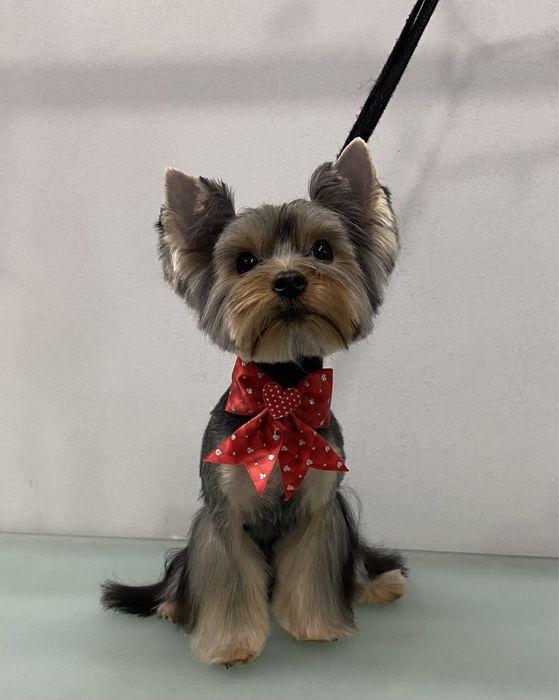 Стрижка (Груминг) собак и кошек